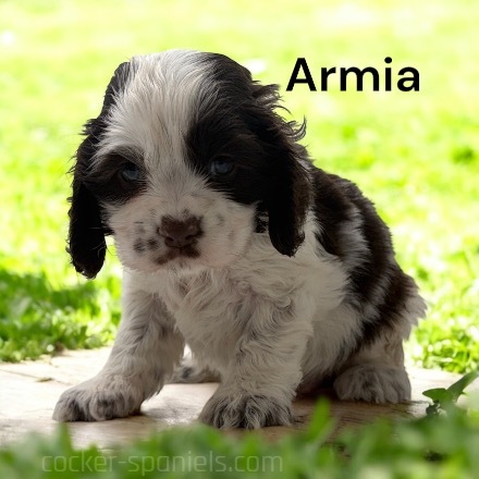 puppy, for, sale, Cocker Spaniel, Joe & Cherri  Overlease, dog, breeder, Miller, MO, dog-breeder, puppy-for-sale, forsale, nearby, find, puppyfind, locator, puppylocator, aca